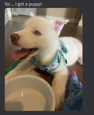 Discord server dropdown sidebar showing "Server Boosts" in the menu for "Phibi's Paradise" server, as taken from Discord Support